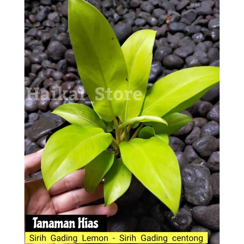 Tanaman Hias Sirih Gading Lemon / tanaman sirih gading centong