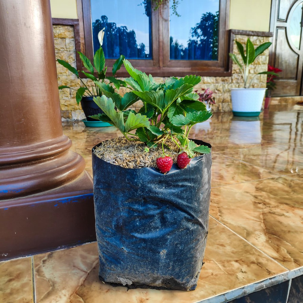 

Strawberry Siap Berbuah