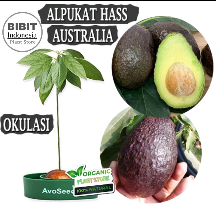 Bibit Buah Alpukat Hass cepat BERBUAH / Tanaman Alpukat Hass Hasil  Stek