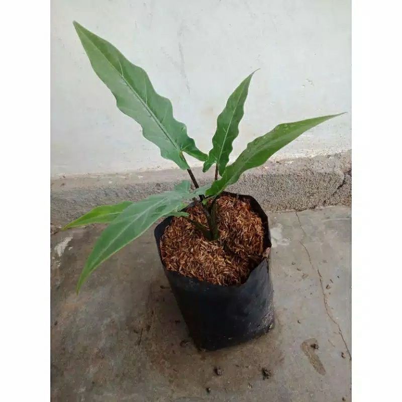 bonggol keladi hitam papua keladi keris alocasia black silvit