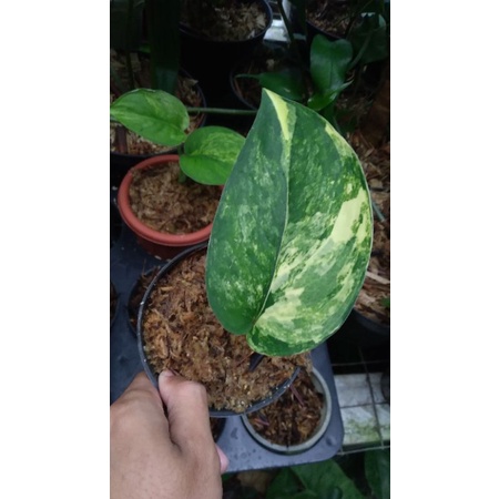 Scindapsus Jade Satin Variegata