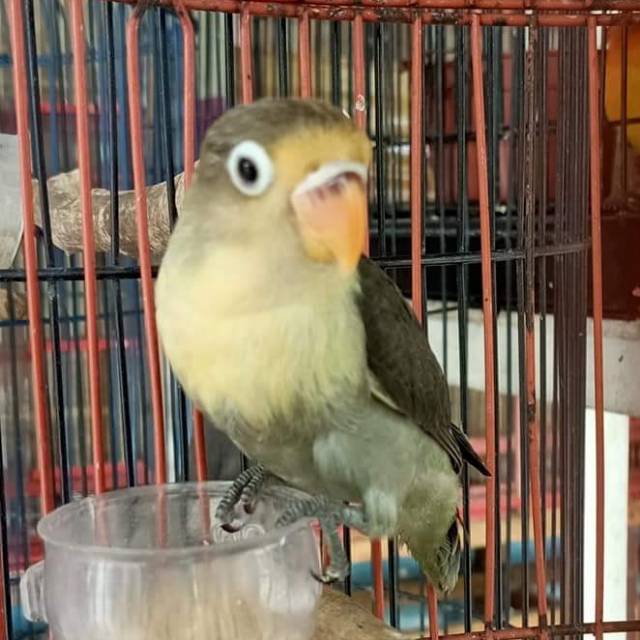 Lovebird Pb Mouve Shopee Indonesia