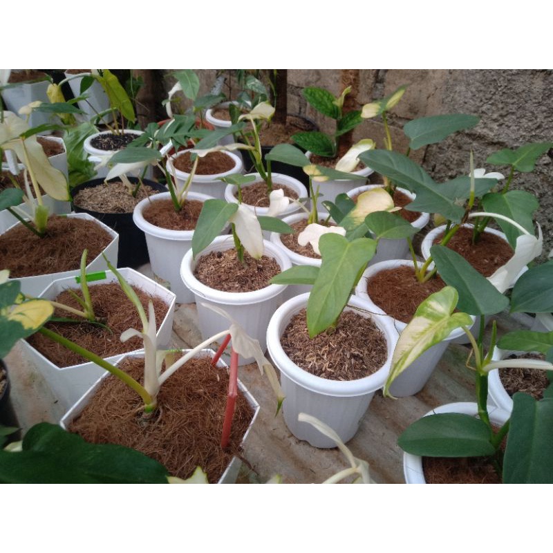 tanaman hias philodendron violin variegata