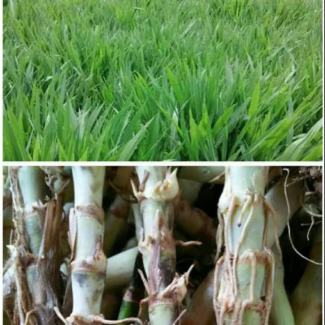 Bibit Rumput Odot Rumput Gajah