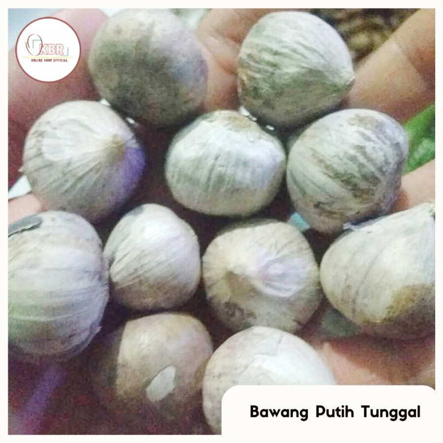 

Bawang Putih Tunggal / Bawang Putih Lanang / Bawang Lanang