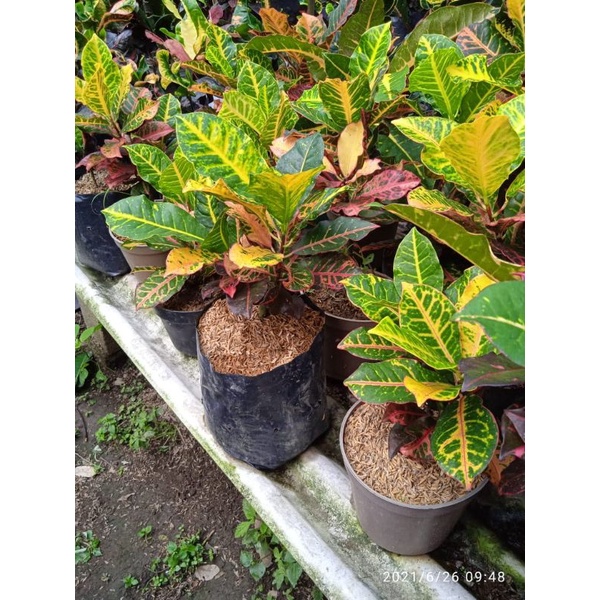 tanaman bunga puring koleksi langka puring napoli berkualitas