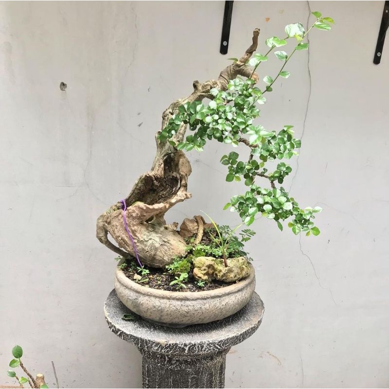 Bahan Bonsai Serut Karakter Siap Program
