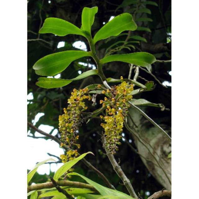 Anggrek hutan jenis robiquetia