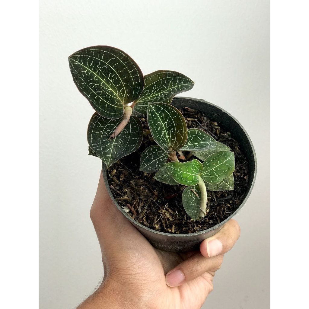 Jewel Orchid