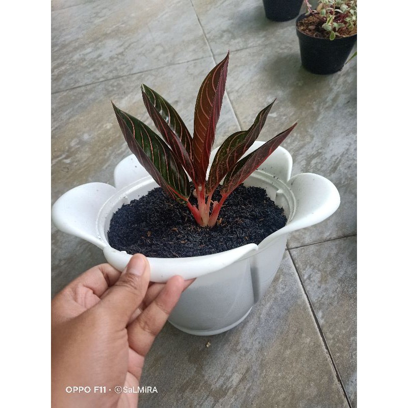 aglonema pride of sumatra/red sumatra remaja