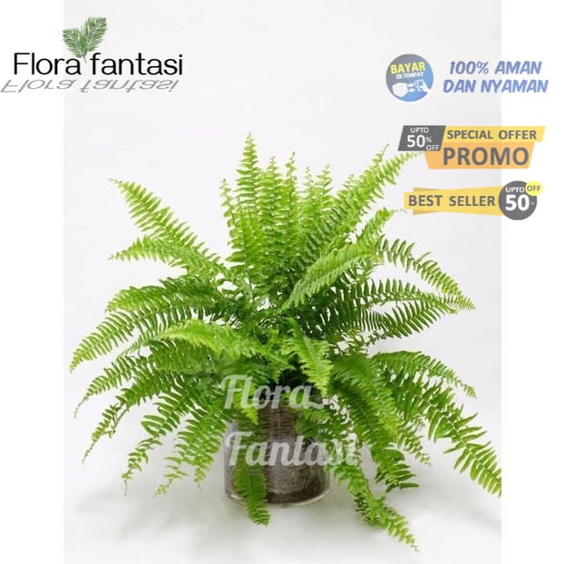 Tanaman Hias Pakis Kelabang ( Tanaman hias hidup indoor murah hiasan rumah taman-bunga hias hidup ca