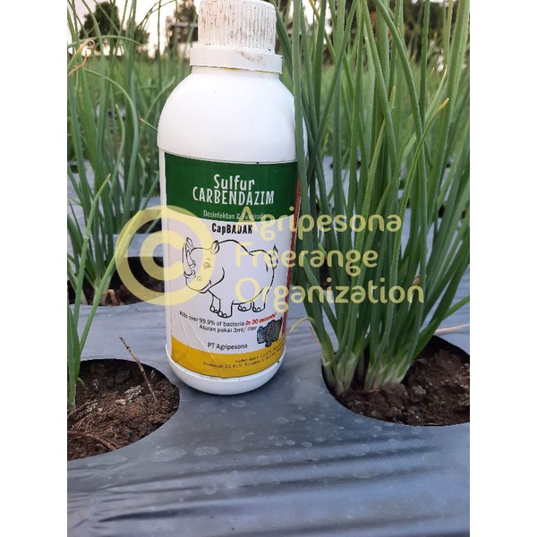 Desinfektan + Fungisida CapBADAK 1liter