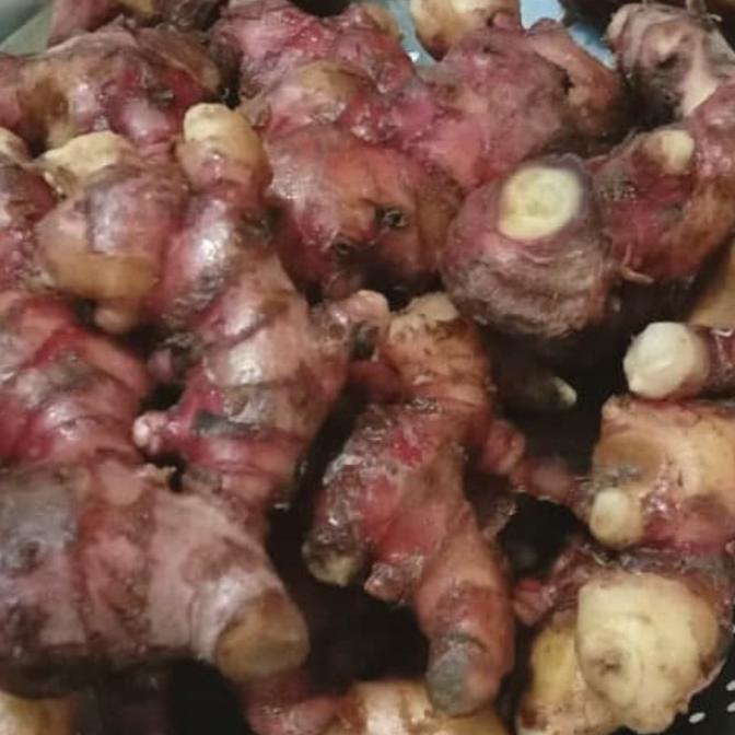 

Cuci Gudang Awal Tahun Jahe Merah Bersih Segar 1kg Cuci Gudang Awal Tahun