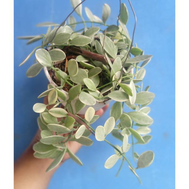 Tanaman hias dischidia variegata