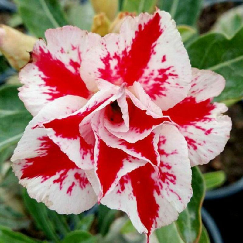 Tanaman hias adenium kamboja Jepang bunga tumpuk putih merah / Kamboja adenium bunga