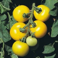 Benih Bibit Biji - Tomato Golden Sunrise Seeds - IMPORT