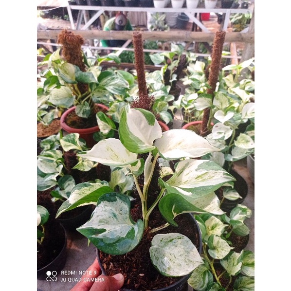 sirihm manjula/sirih mangkok varigata