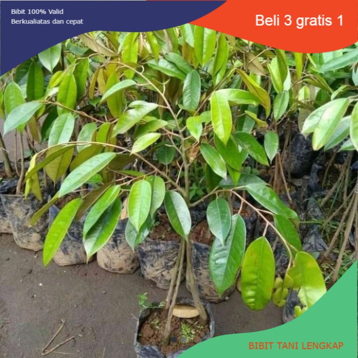Bibit Durian Musang King Kaki 3 Tinggi 1 Meter Up