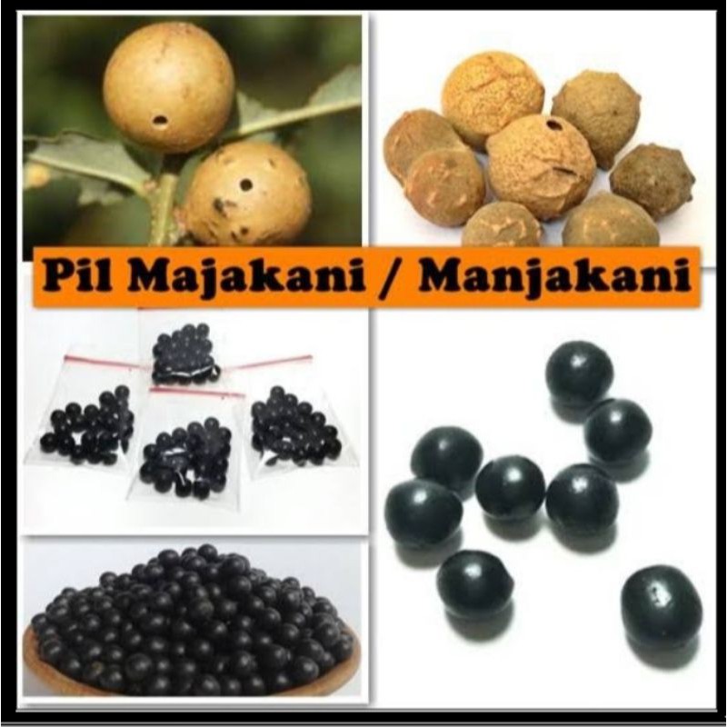 pil virgin jamu majakani merapatkat miss v wanita