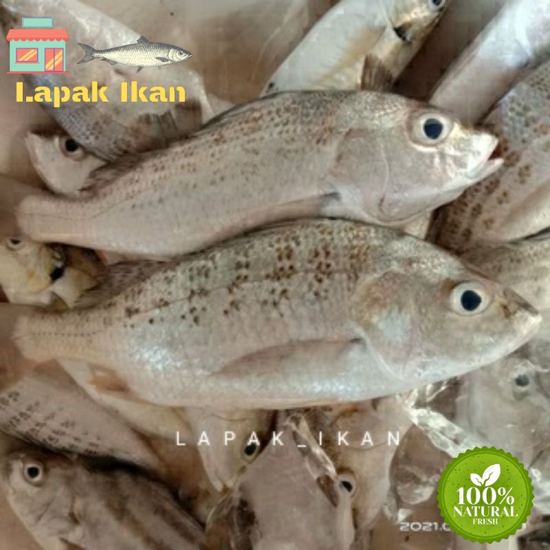 

GROSIR Ikan Kakap Putih Segar Ikan Segar Kakap Putih Grit Ikan Fresh Laut GARANSI SEGAR 5Kilogram / 10Kilogram