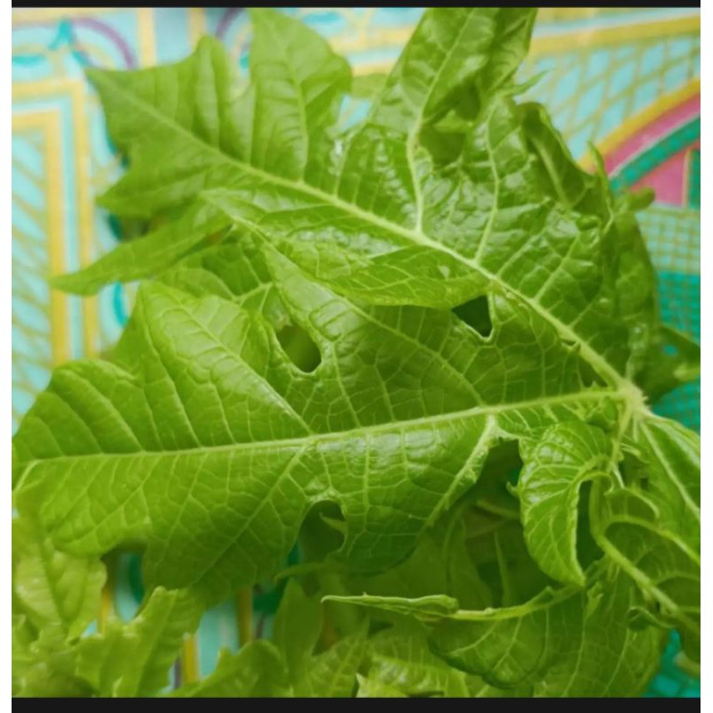 

Daun pepaya 500 gram .masih segar d petik langsung dari pohonnya