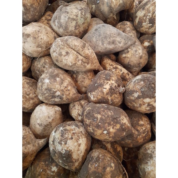 

ubi putih segar 1 kg