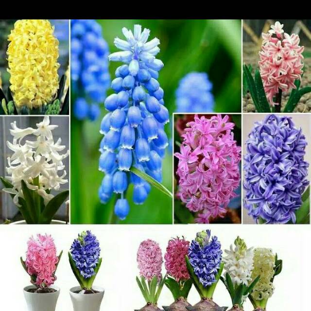 Benih Bunga HYACINTHUS ORIENTALIS Impor Untuk Dekorasi Taman