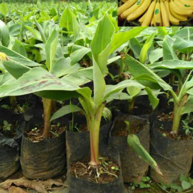 Bibit Pisang CAVENDISH (Ambon Putih)  MURAH
