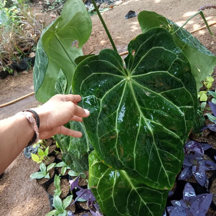 tanaman hias kuping gajah batang kotak anthurium magnificum