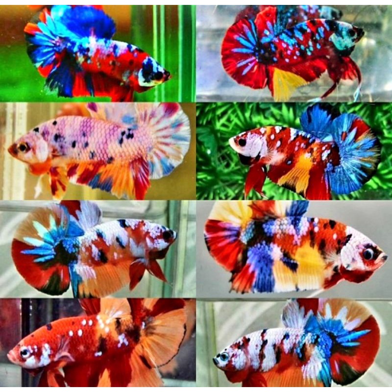 CUPANG KOI MULTICOLOR / NEMO GALAXY / KOI GALAXY