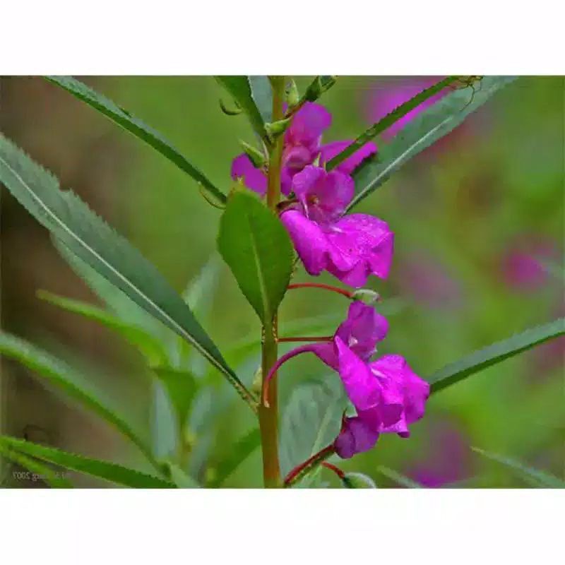 

DAUN PACAR AIR SEGAR 100GRAM