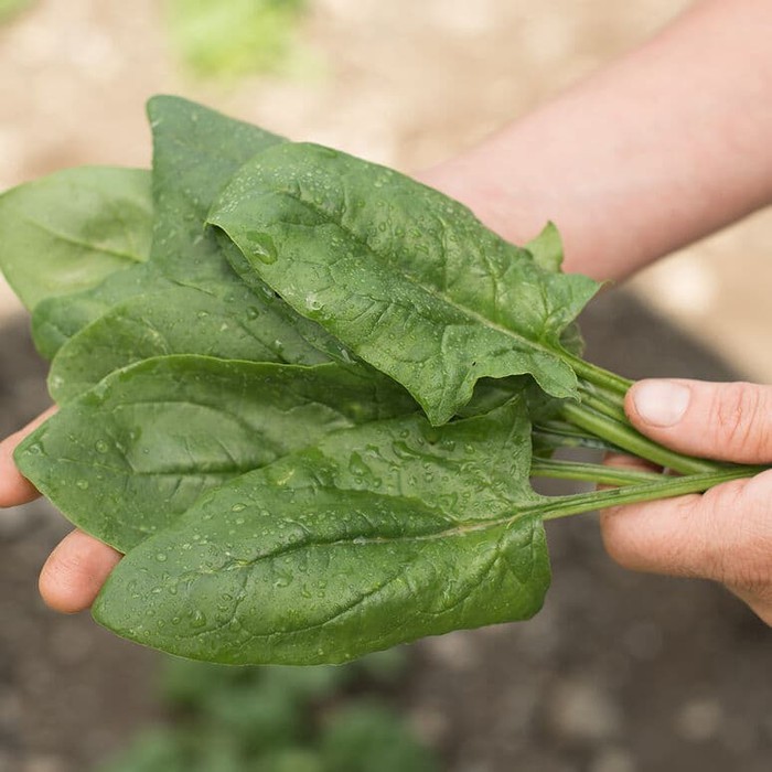 Benih Bibit Biji - Bayam Inggris Spinach Oriental Harp F1 Seeds - IMPORT