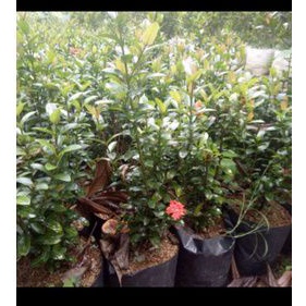 pohon soka india, bunga soka india