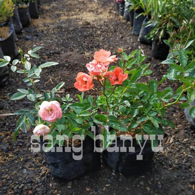 Xx Bibit Tanaman Hias Bunga Mawar Rambat Climbing Rose Terbaik