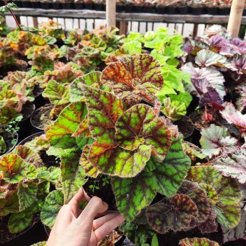 Tanaman Begonia Keong madu