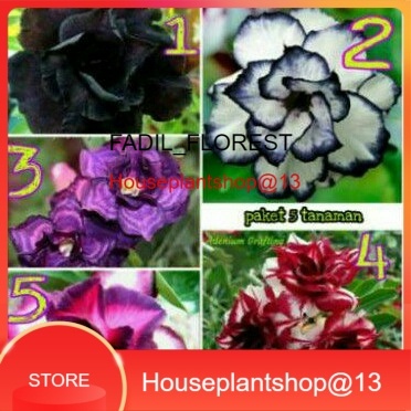 5 paket bibit adenium bunga tumpuk berbagay jenis bunga -HPS@13 SEED_AGLONEMA