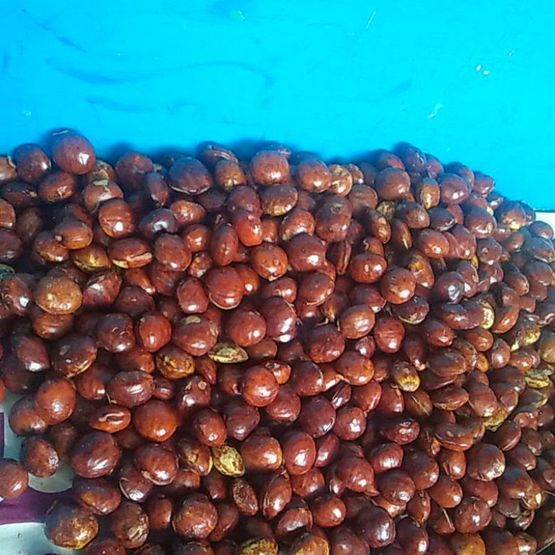 

JENGKOL FRESS SEGAR BARU PANEN DARI POHON 500gr