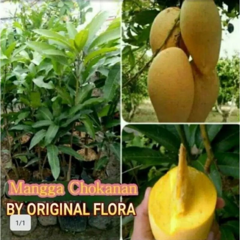 bibit mangga chokanan siap berbunga