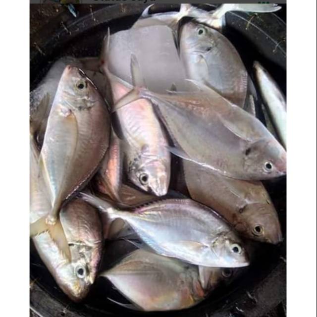 

Ikan kuwe fresh no frozen