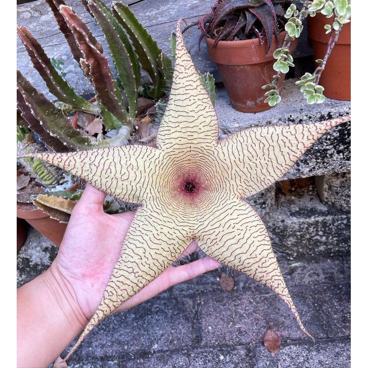 Kaktus Stapelia Gigantea | Kaktus berbunga