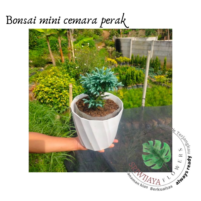 Bonsai mini cemara perak
