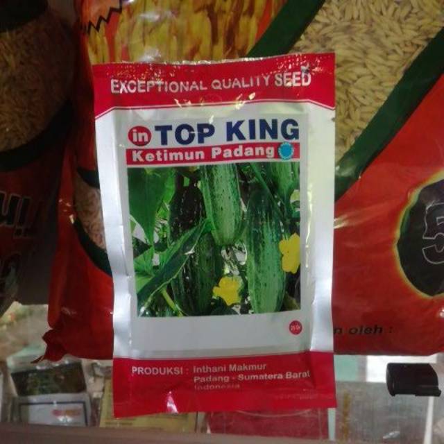 Ketimun TOP KING ketimun padang