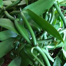 Bibit panili meteran vanili vanila per meter