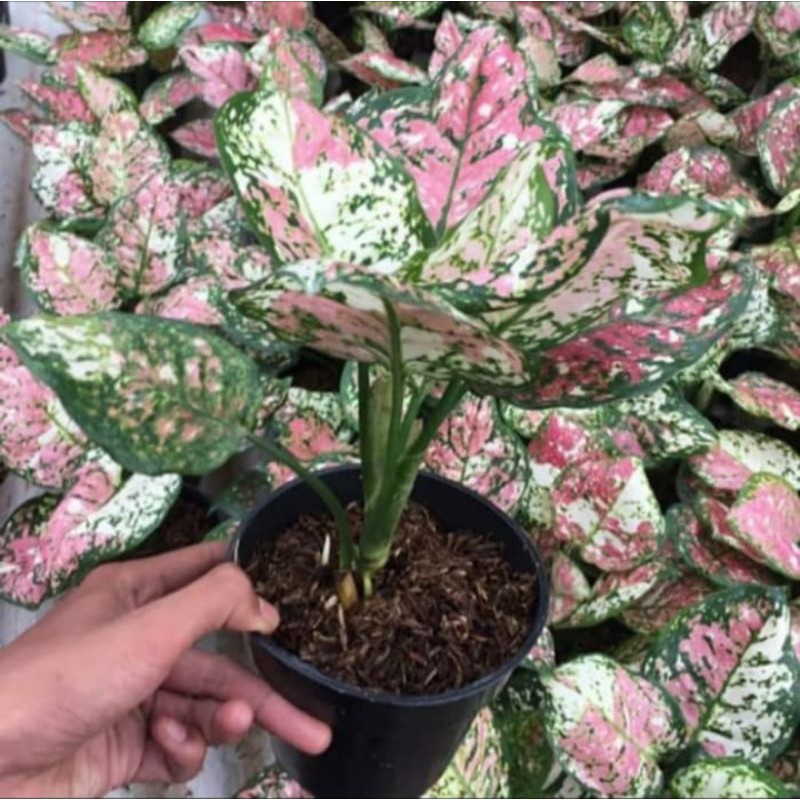 Bonggol Aglonema Three Colour / Bonggol aglonema tri colour / aglonema tricolor