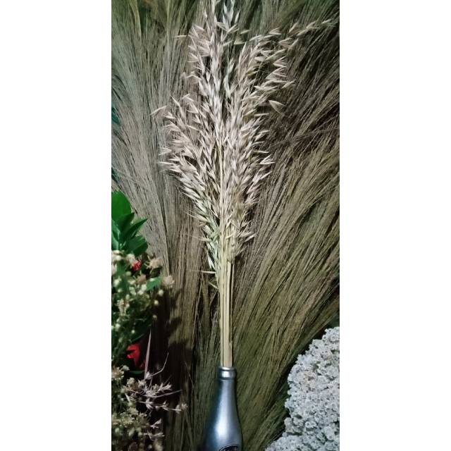 Bunga Rumput Belalang Kupu kupu Kering