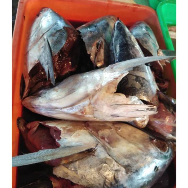 

1 kepala tongkol belah dua bersih