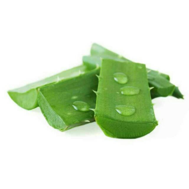 

Daun Pelepah Lidah Buaya (dijamin tanpa pestisida )