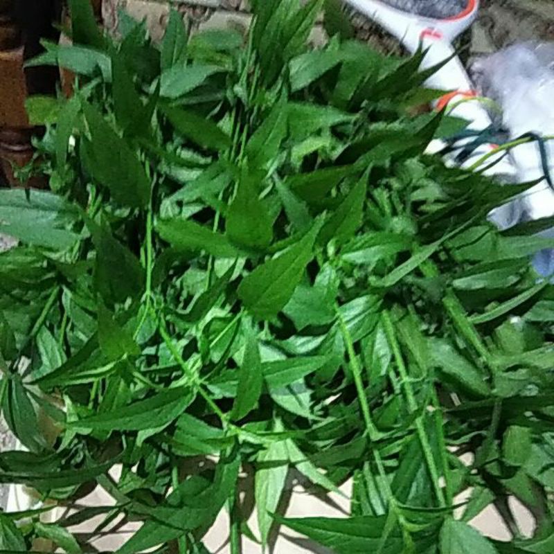 

Daun Belalai Gajah petik segar