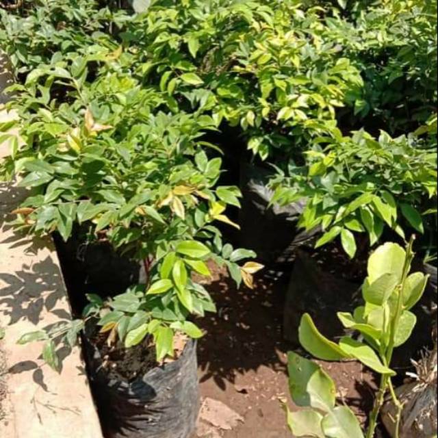 Bibit anggur Freco Brazil genjah