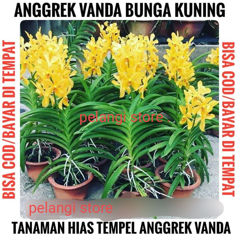 anggrek vanda / anggrek panda dewasa siap berbunga